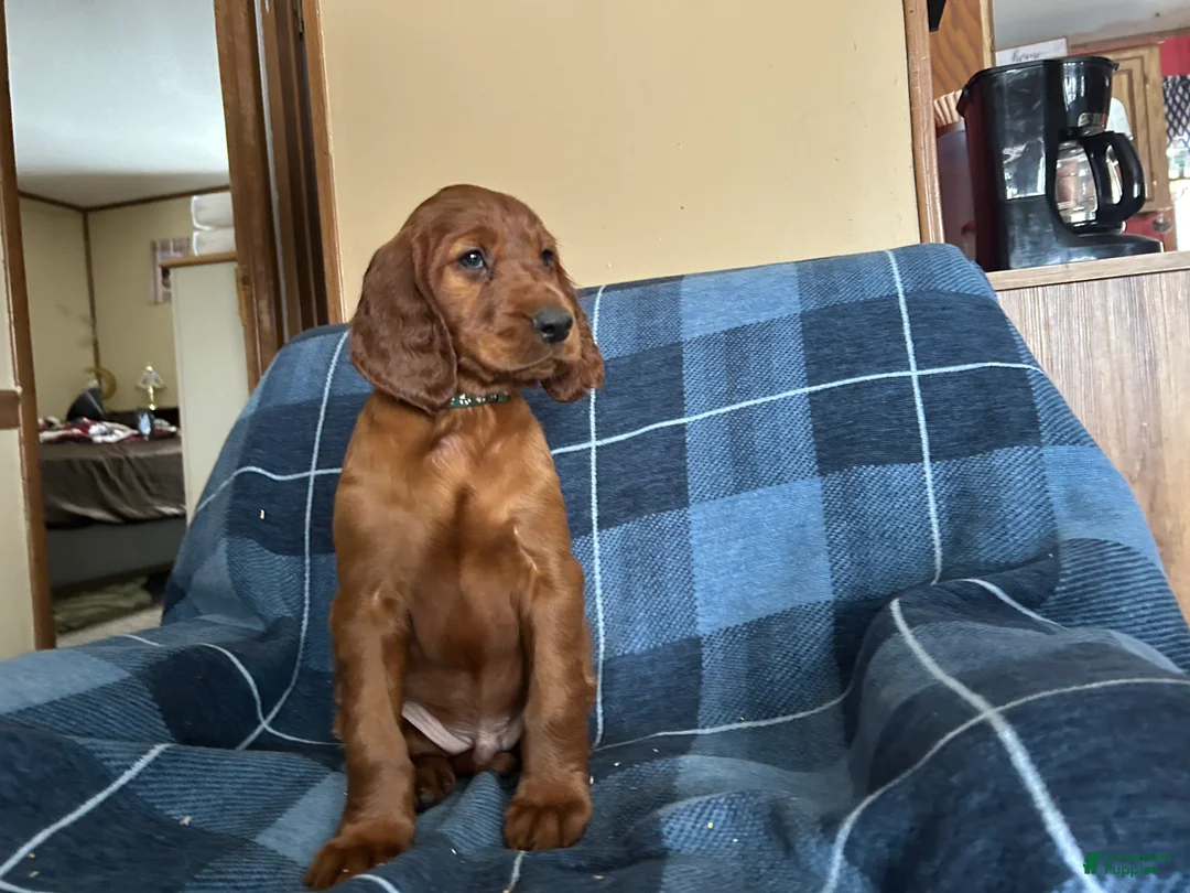 Irish Setter dogs for sale: Irish Setter male green collar - Ad 2