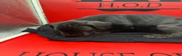Cane Corso dogs for sale: Zane - Ad 4