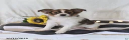 Papillon dogs for sale: Queen   - Ad 4