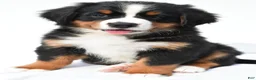 Bernese Mountain Dog dogs for sale: Penny - Ad 5