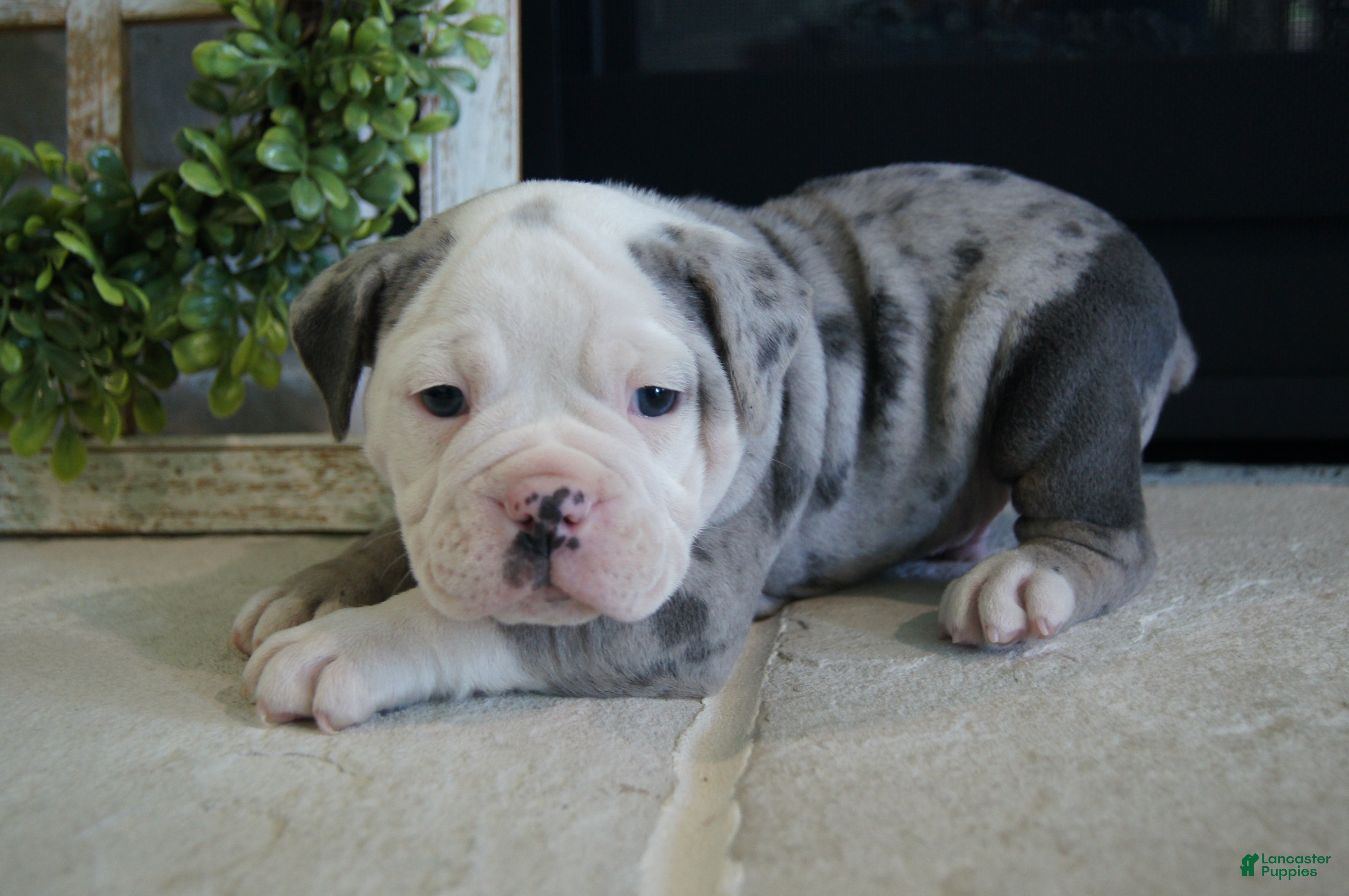 Olde English Bulldogge dogs Pepsi - Ad 2