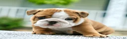 English Bulldog dogs for sale: Bentley - Ad 4