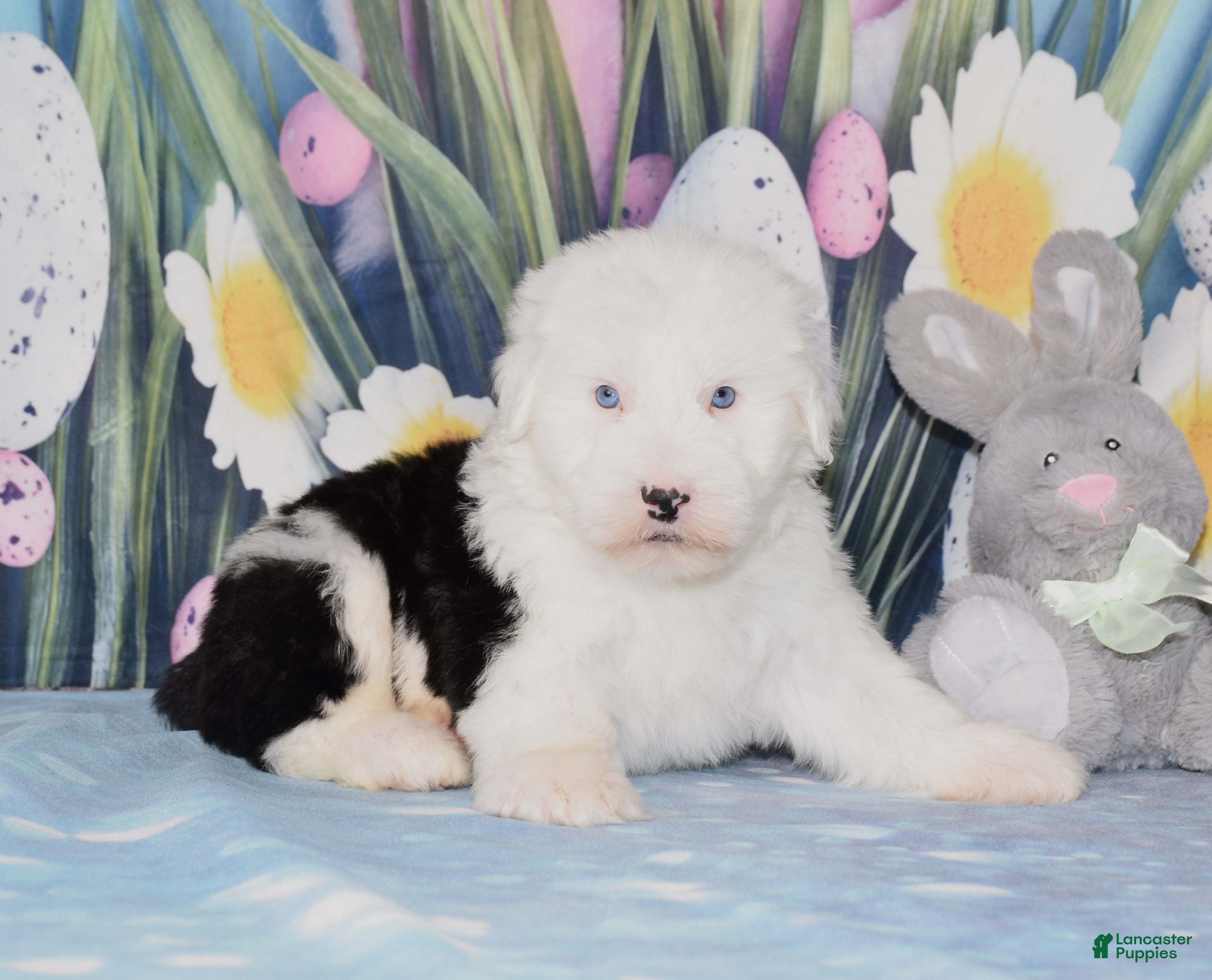 Old English Sheepdog dogs Tango - 2blue eyes - Ad 1