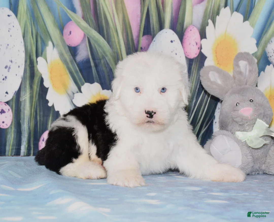 Old English Sheepdog dogs for sale: Tango - 2blue eyes - Ad 1