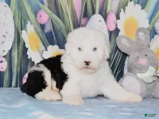 Old English Sheepdog dogs for sale: Tango - 2blue eyes - Ad 1