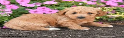 Mini Goldendoodle dogs for sale: Rocky - Ad 4
