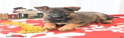German Shepherd dogs for sale: Lila  - Ad 4