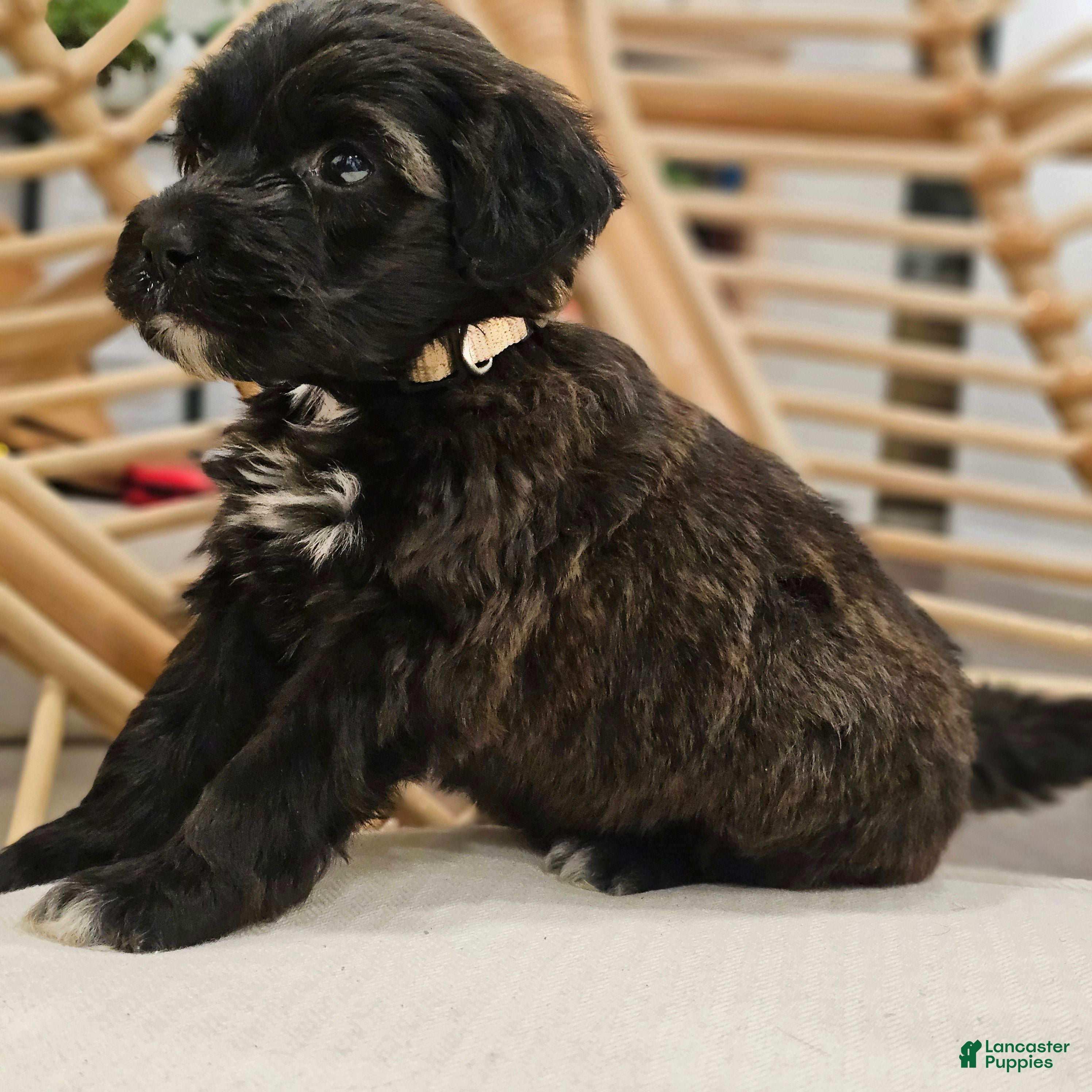 Portuguese Water Dog dogs Coco B. 🤎 - Ad 2