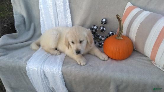 Golden Retriever dogs for sale: Anna - Ad 1