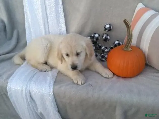 Golden Retriever dogs for sale: Anna - Ad 1