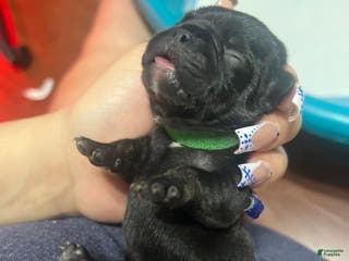 French Bulldog dogs French Bulldog Puppy 2 - Ad 11