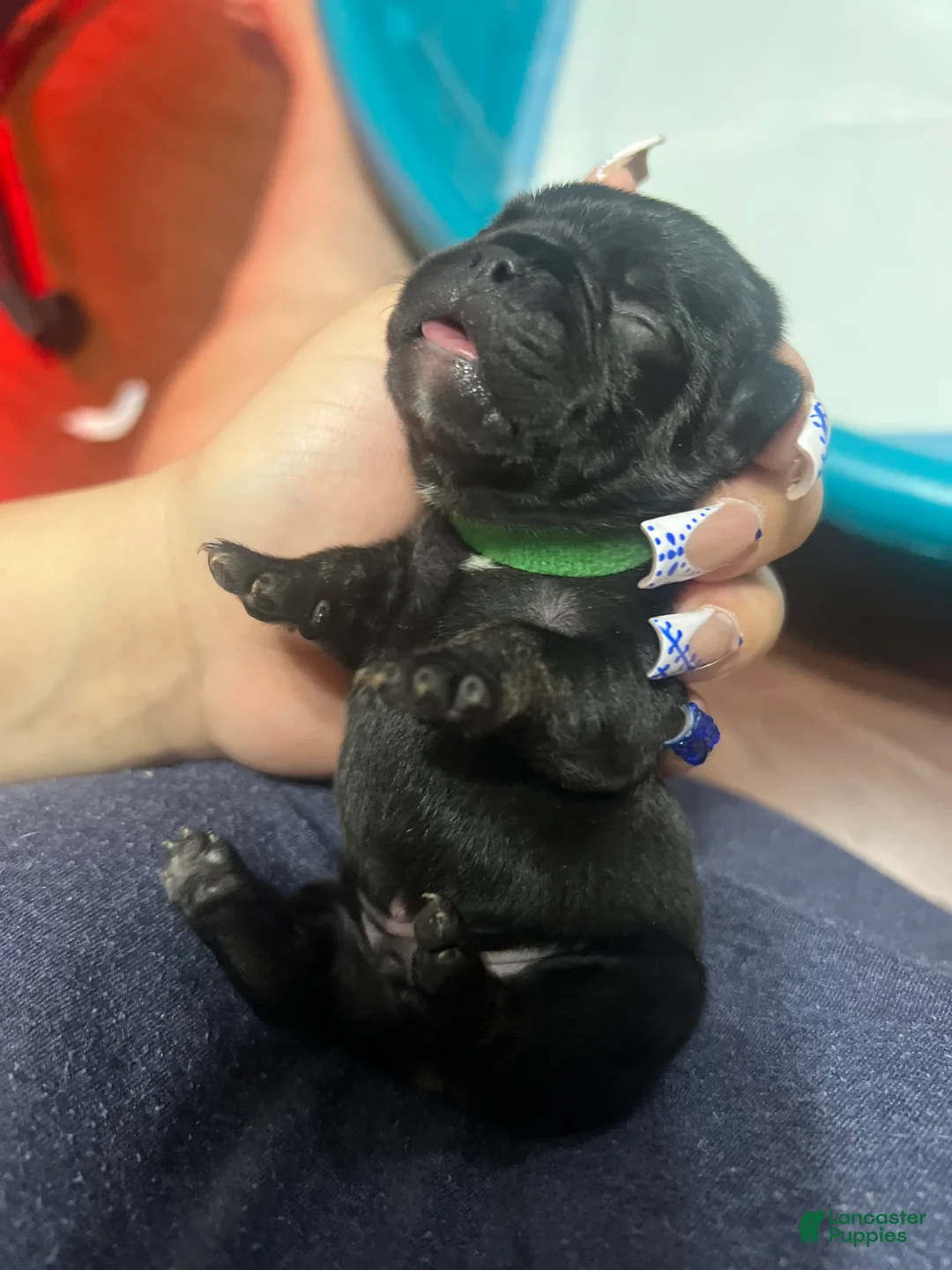 French Bulldog dogs for sale: French Bulldog Puppy 2 - Ad 1