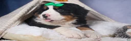 Bernese Mountain Dog dogs for sale: HERSHEY - Ad 2