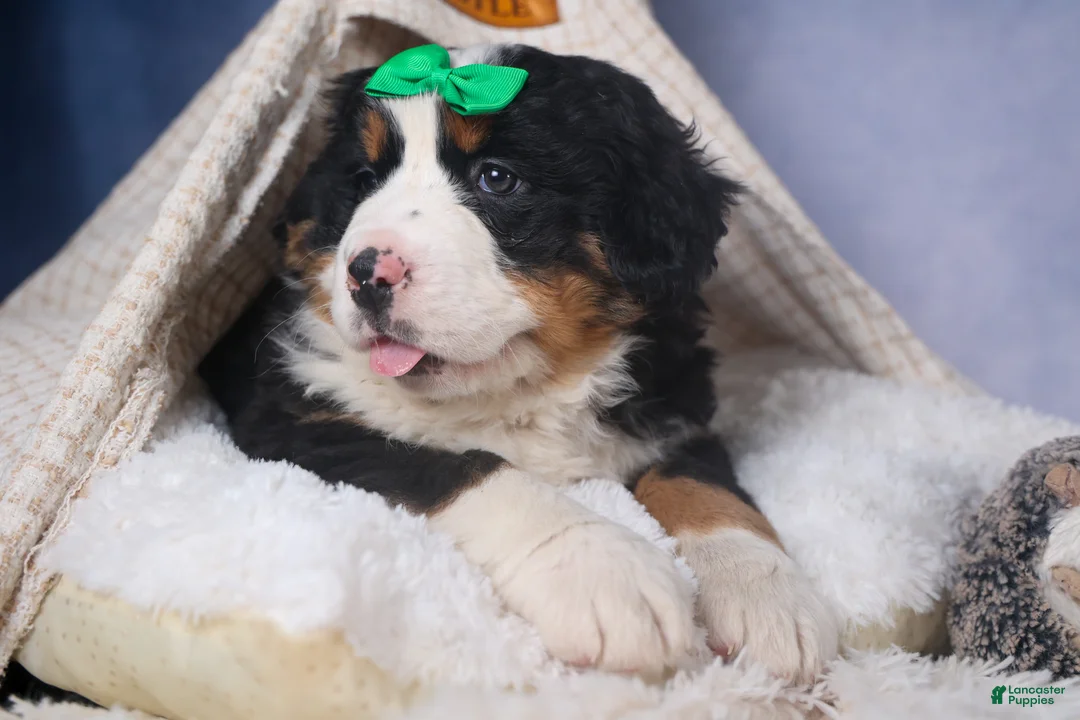 Bernese Mountain Dog dogs for sale: HERSHEY - Ad 2