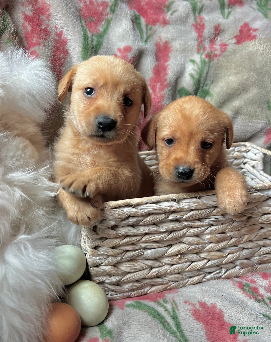 Labrador Retriever dogs for sale: Rose - Ad 2