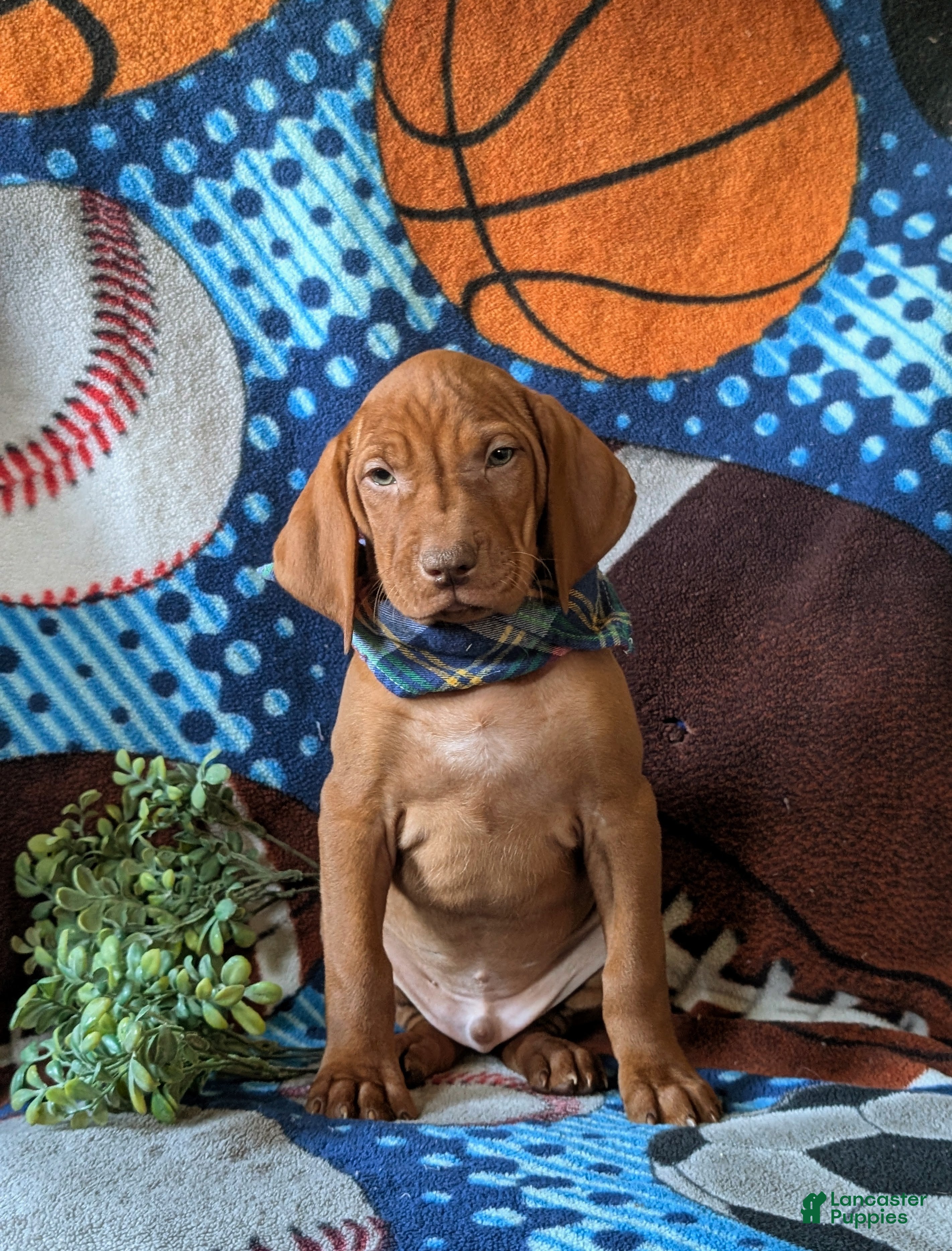 Vizsla dogs Harley - Ad 1