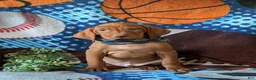 Vizsla dogs for sale: Harley - Ad 1