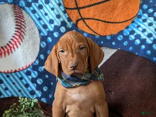 Vizsla dogs for sale: Harley - Ad 2
