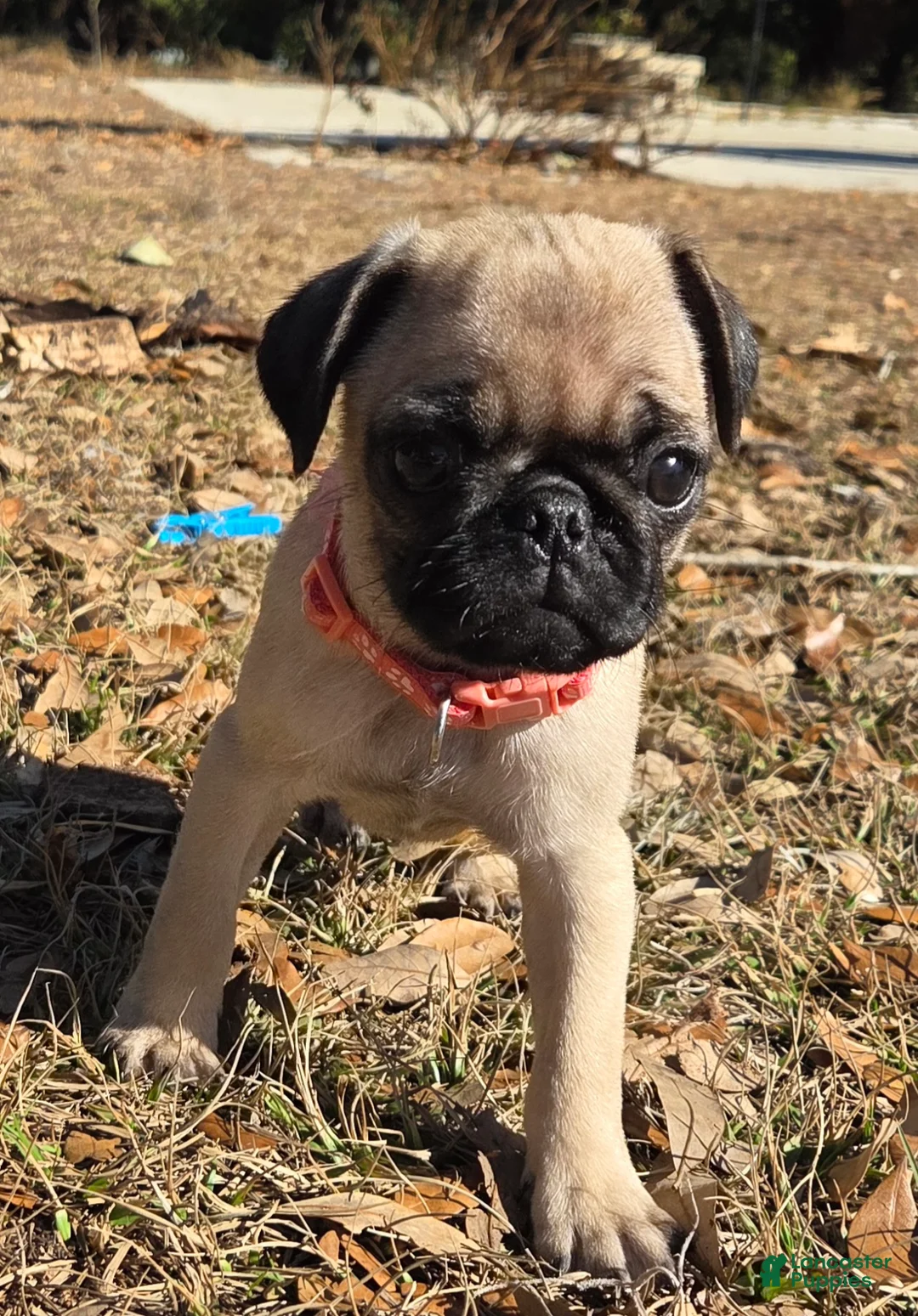 Pug dogs for sale: Baby Peaches  - Ad 5