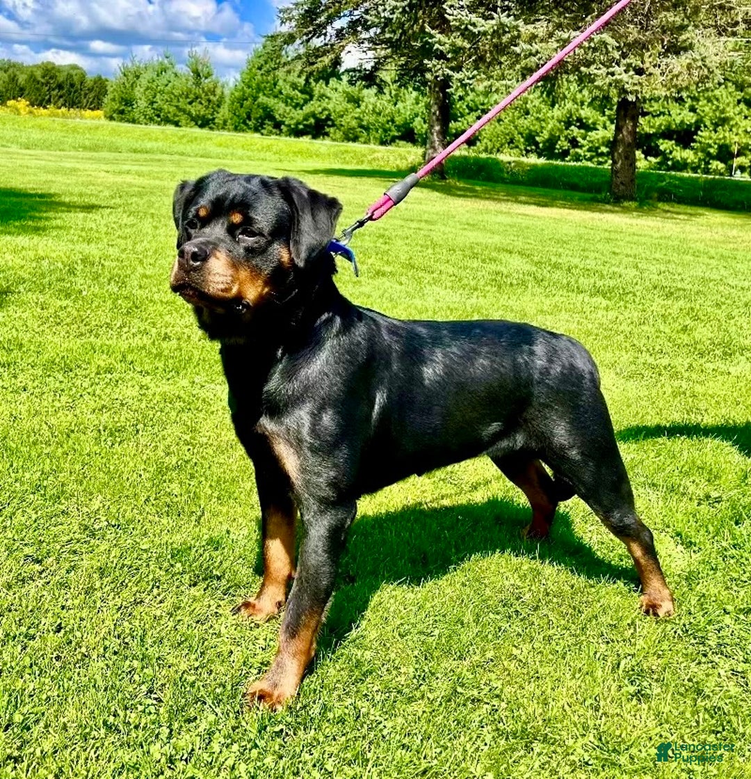 Rottweiler dogs for sale: Sindy - Ad 4