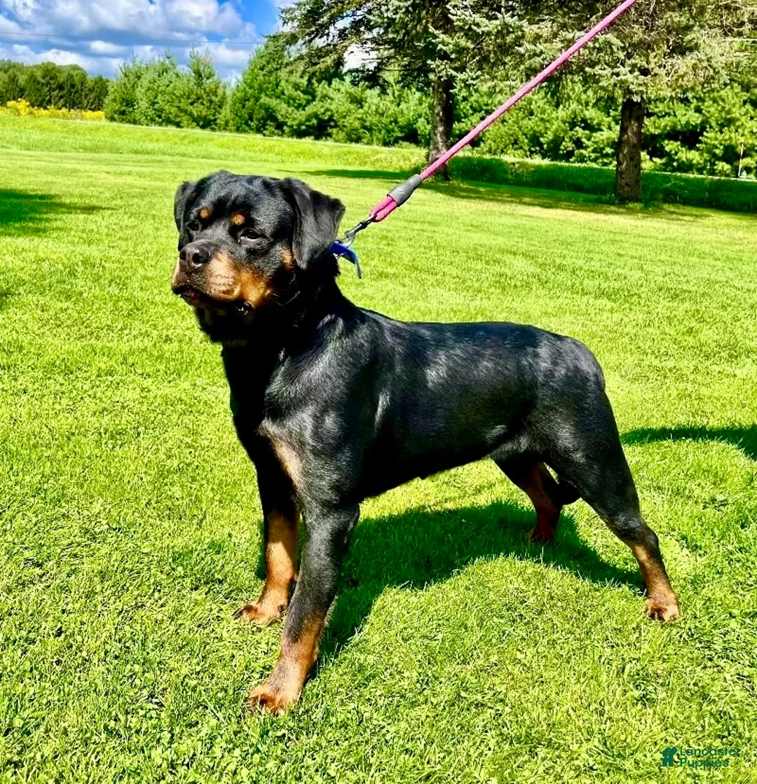 Rottweiler dogs for sale: Sindy - Ad 4
