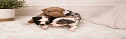 American Bully dogs for sale: American Bully Puppy 4 - Ad 2