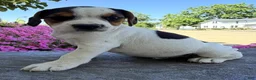 Beabull dogs for sale: Baxter - Ad 4