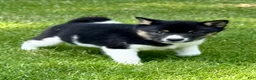 Shiba Inu dogs for sale: Shiba Inu female  - Ad 5