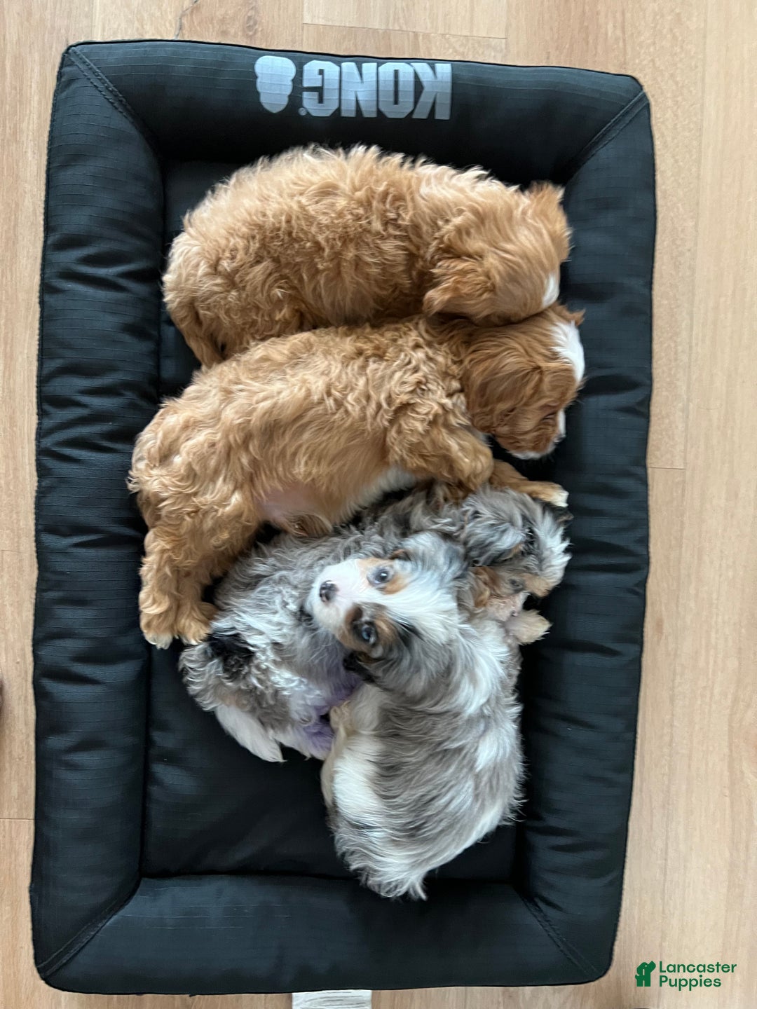 Cavapoo dogs for sale: Ruben - Ad 4
