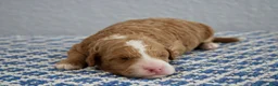 Mini Goldendoodle dogs for sale: Willow - Ad 9
