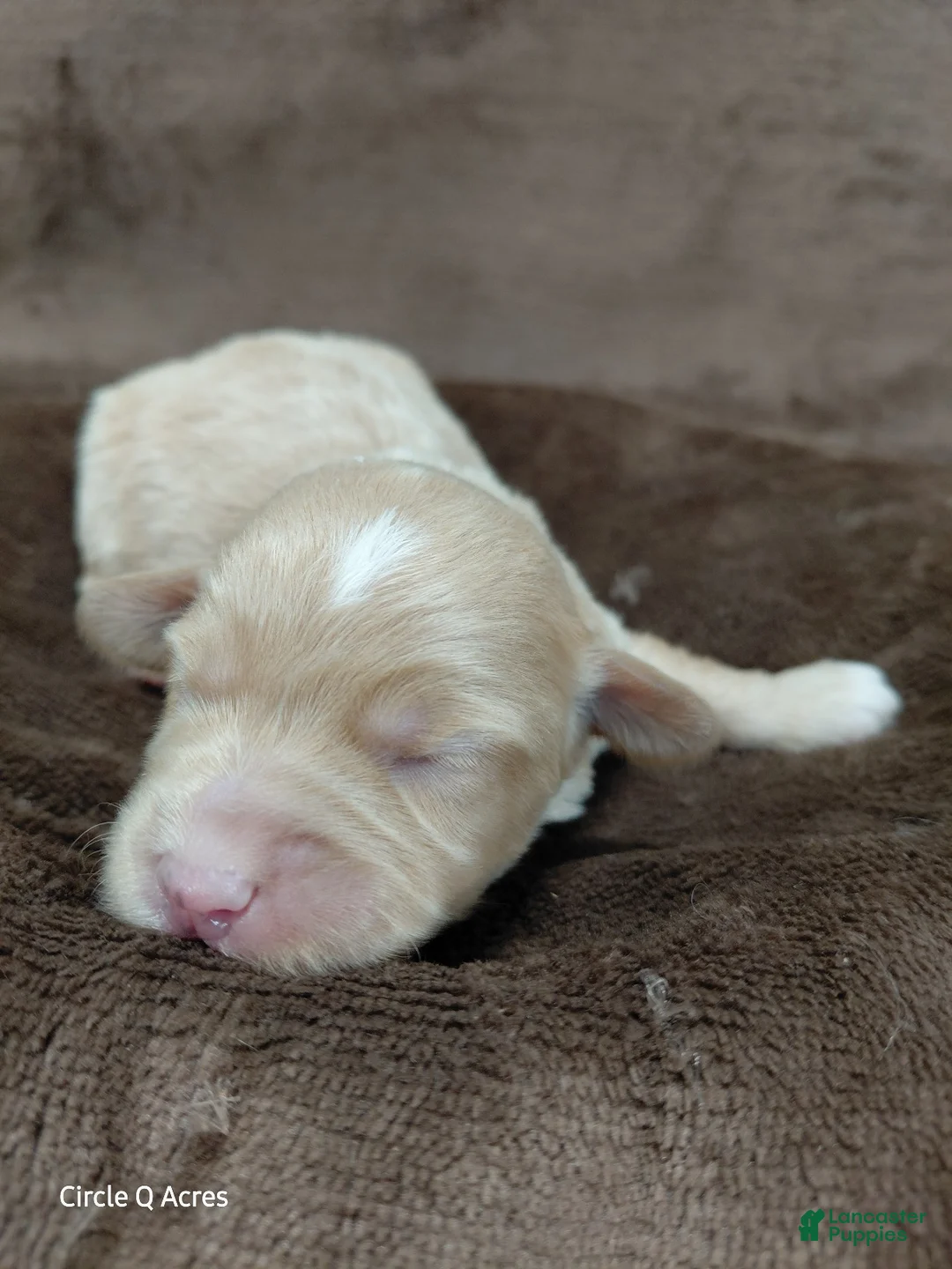Mini Goldendoodle dogs for sale: Eddie - Ad 9