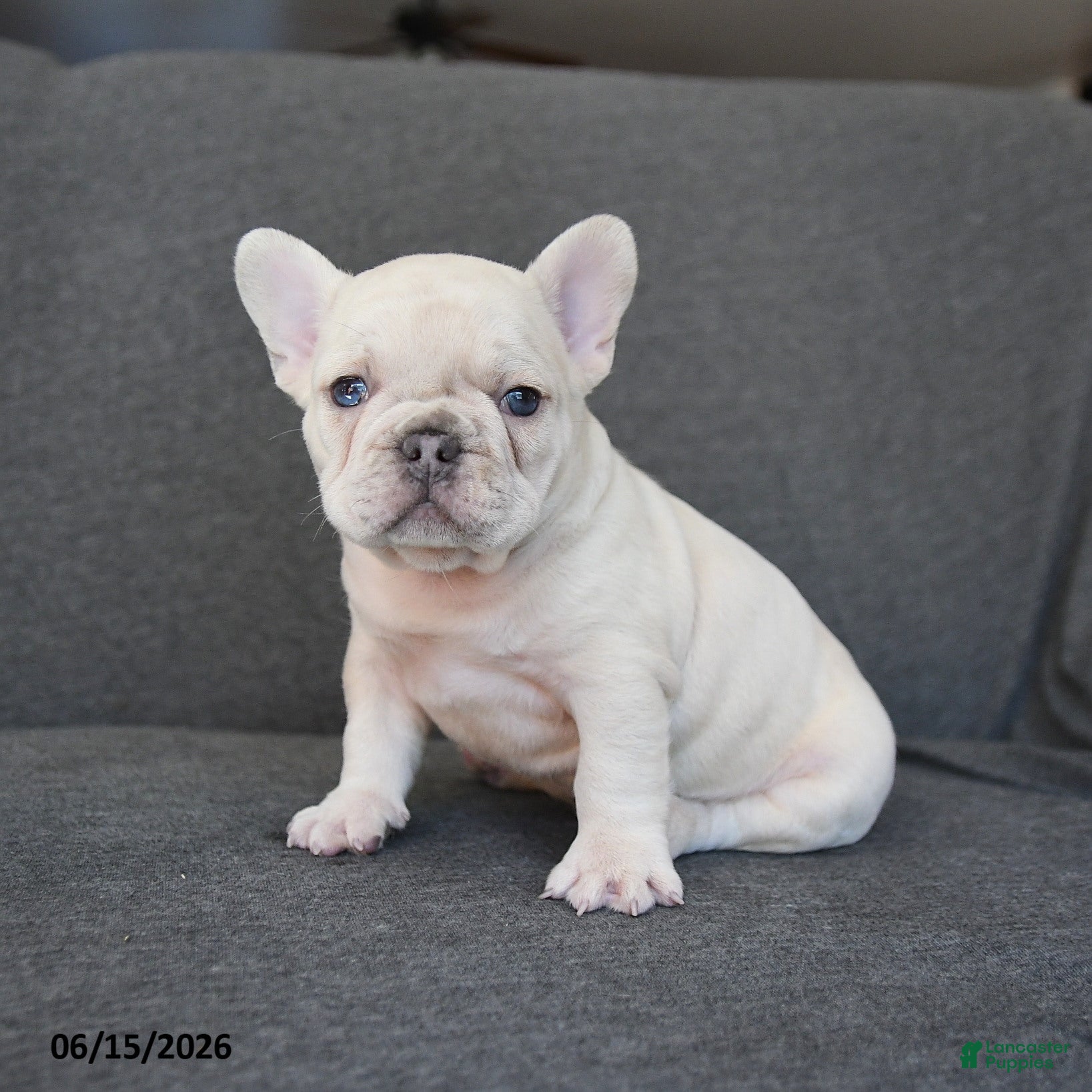 French Bulldog dogs for sale: Nelson - Ad 3