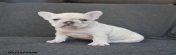 French Bulldog dogs for sale: Nelson - Ad 1