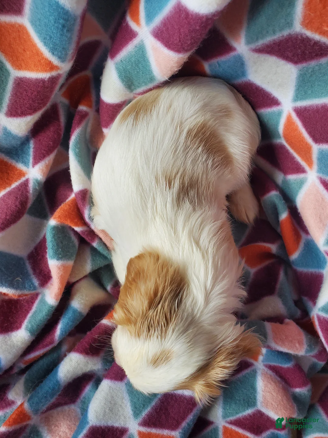 Cavachon dogs for sale: Tate - Ad 5