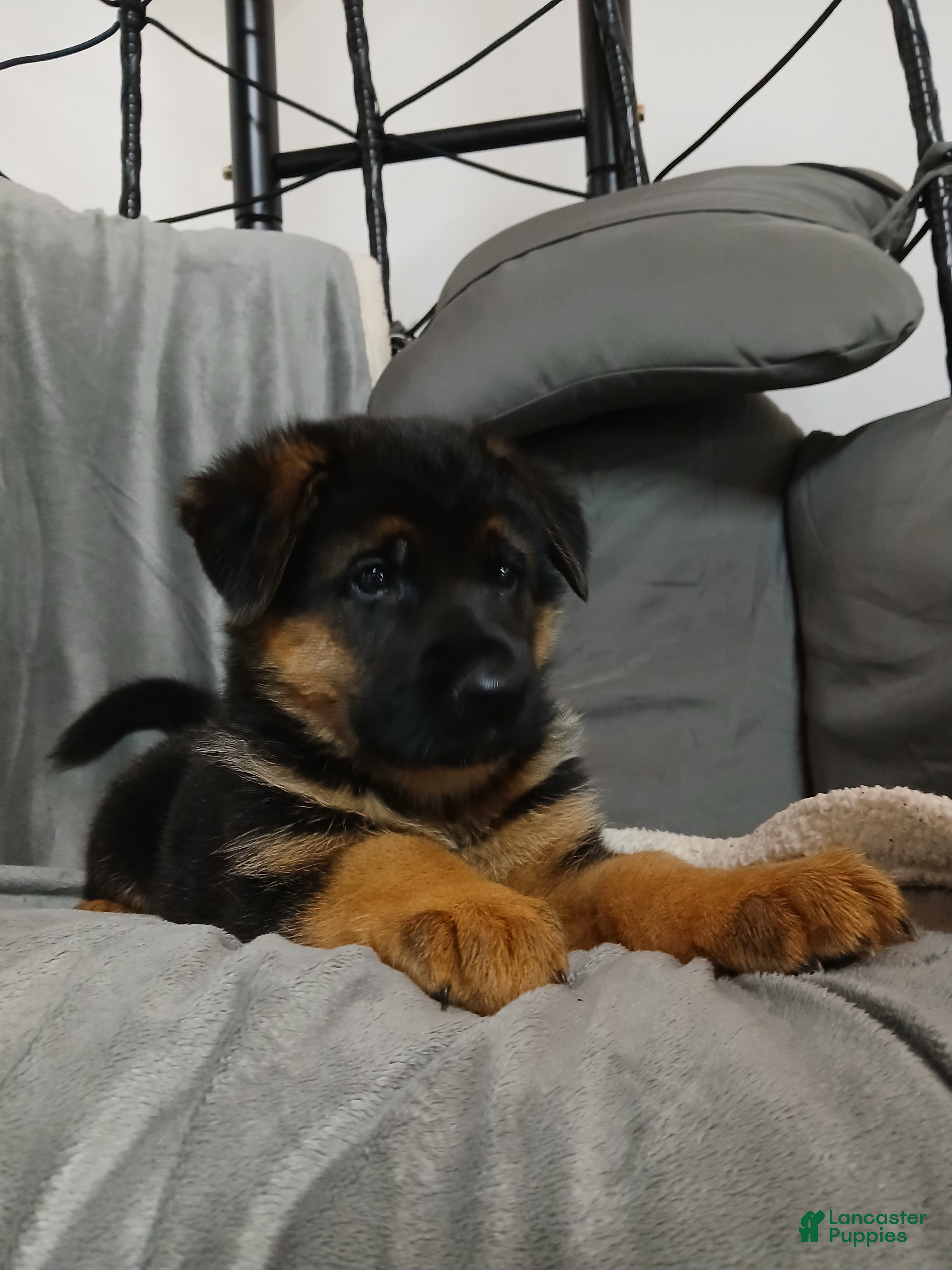 German Shepherd dogs Sasha - Ad 2