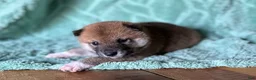Shiba Inu dogs for sale: Shiba Inu Puppy 7 - Ad 4