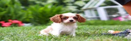 Cavalier King Charles Spaniel dogs for sale: Finley - Ad 7