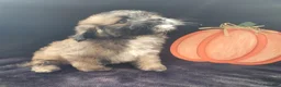 Lhasapoo dogs for sale: Little Jack - Ad 8