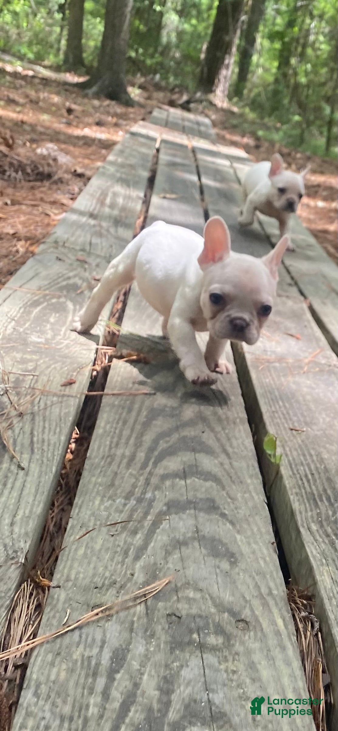 French Bulldog dogs Puff - Ad 1