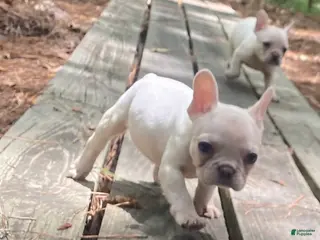 French Bulldog dogs for sale: Puff - Ad 1