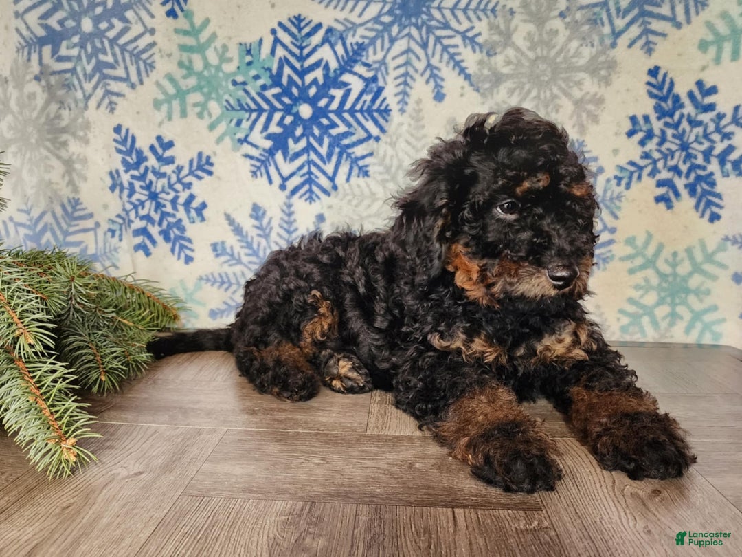 Mini Bernedoodle dogs for sale: Klaus - Ad 8