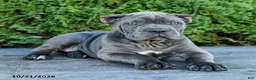 Cane Corso dogs for sale: Liberty - Ad 3