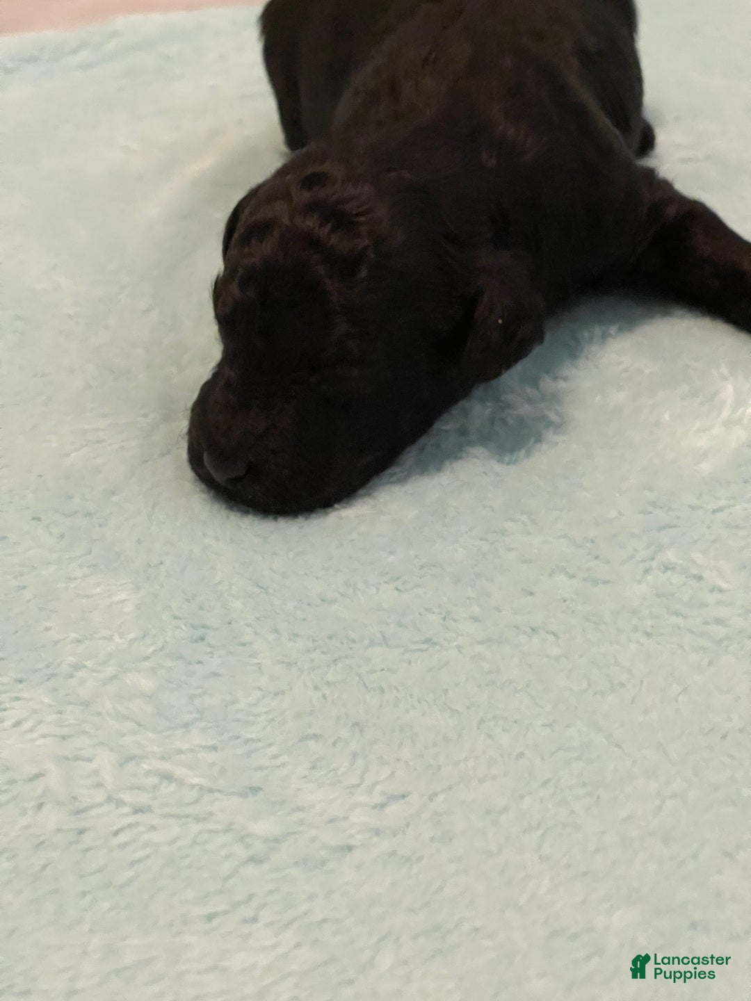 Toy Poodle dogs for sale: Toy Poodle Puppy 2 - Ad 4