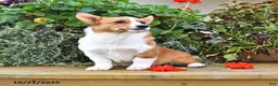 Welsh Corgi Pembroke dogs for sale: Jack - Ad 9