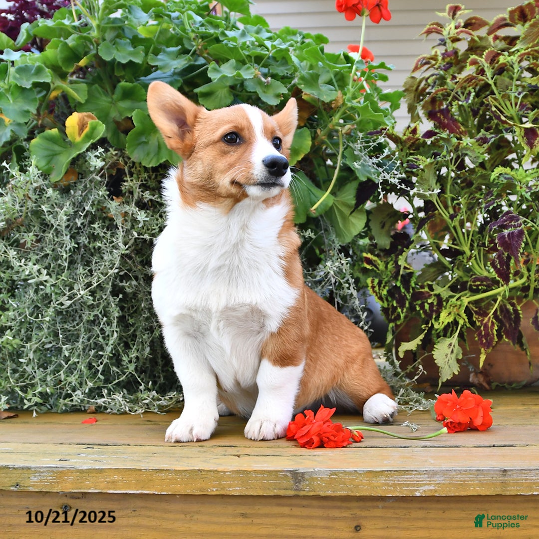 Welsh Corgi Pembroke dogs for sale: Jack - Ad 9
