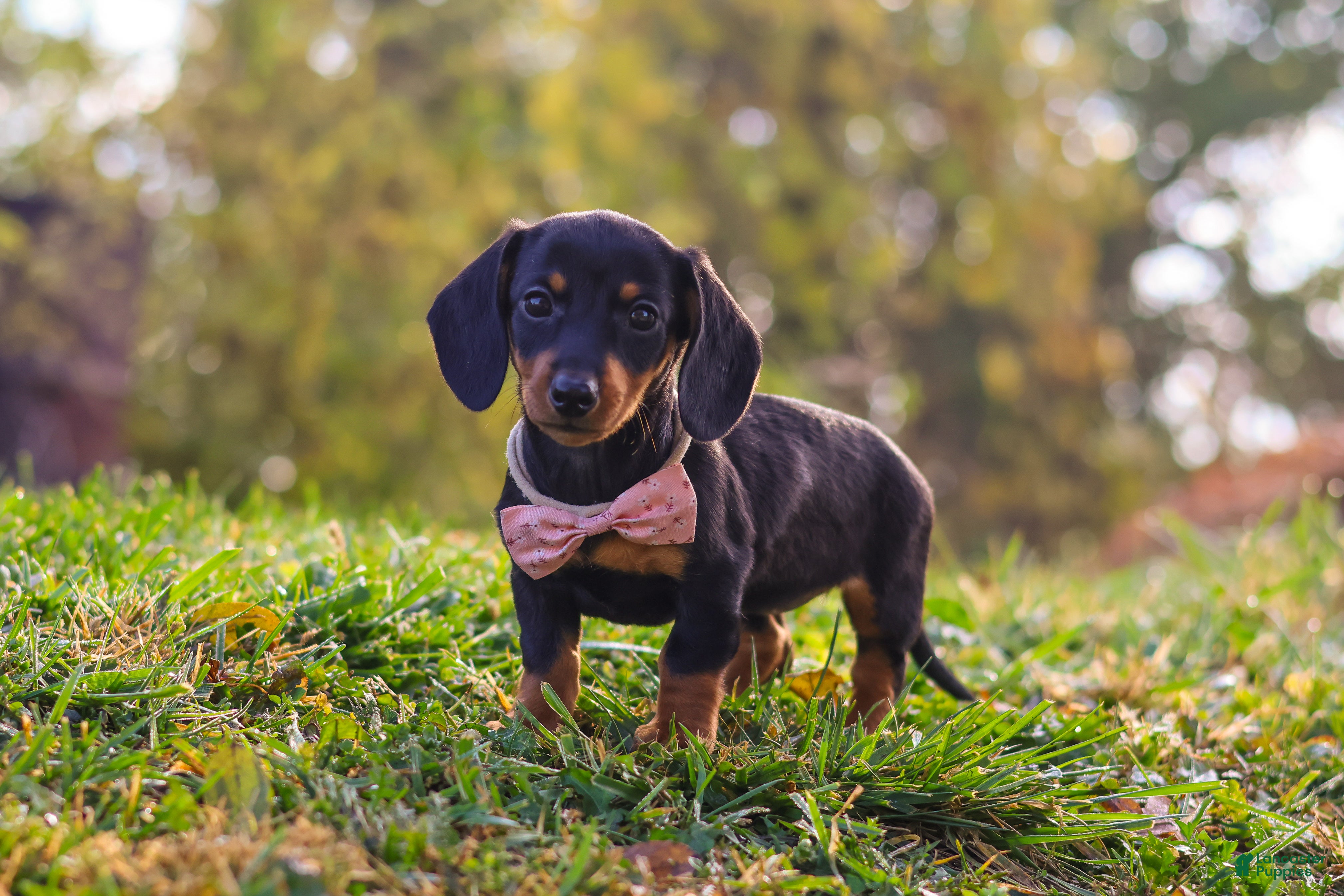 Miniature Dachshund dogs for sale: Ophelia - Ad 1