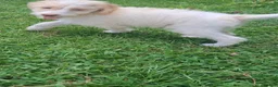 Labradoodle dogs for sale: 2 females - Ad 3