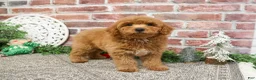 Mini Goldendoodle dogs for sale: Dora - Ad 14