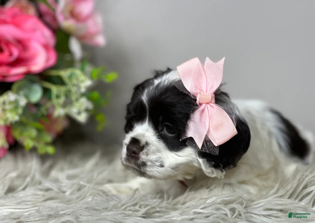 Cocker Spaniel dogs for sale: Rosie  - Ad 7