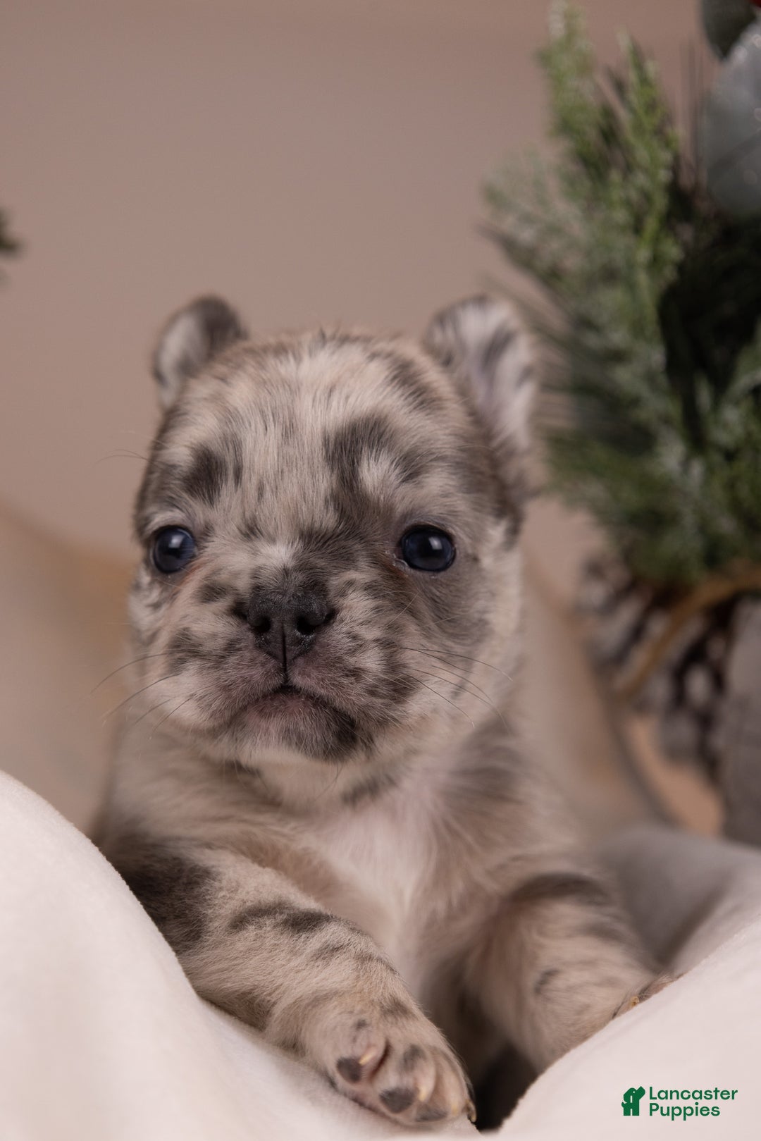 French Bulldog dogs for sale: Luigi -Fluffy Big Rope - Ad 5